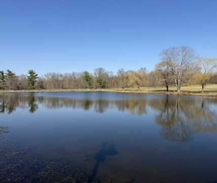 Lakeside nature